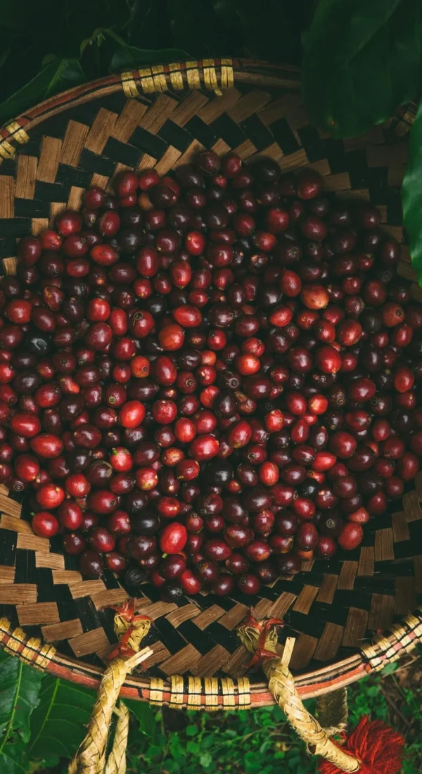 pexels-nsmedia97-27777799